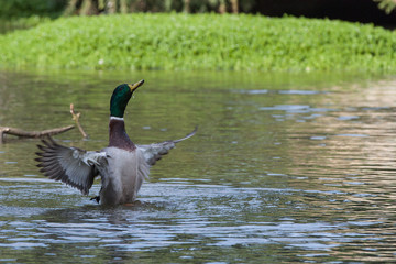 Duck spreading wings in pond