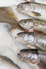 Fresh fish in the  supermarket