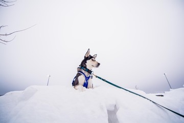 Husky im Schnee auf einem Hügel