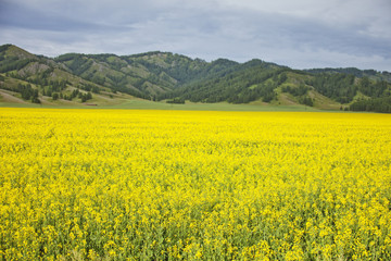 Rapeseed field. Yellow flowers. Mountain Altai landscape