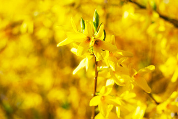 Goldgelbe Forsythie, Forsythia, blühender Forsythienzweig im Frühjahr, Frühling