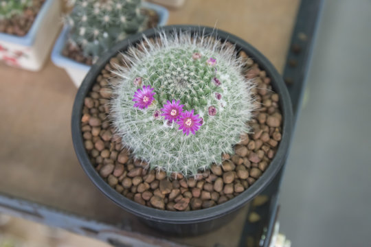 little cactus on small pot, plant for decoration