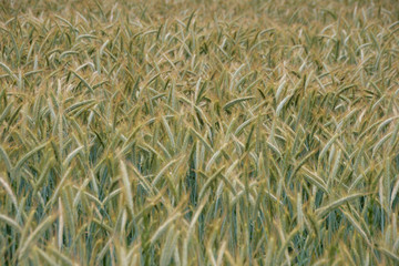 Rye field in Hunsrueck region, Germany