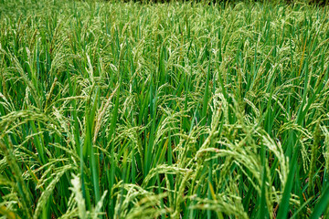 Close up of green rice grains and leaves growing on field.