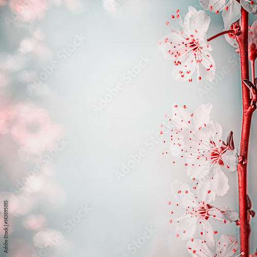 Fl Border With Beautiful Cherry Blossom Close Up Springtime Fl Border With Beautiful Cherry Blossom Close Up Springtime Nature Background Pastel Color