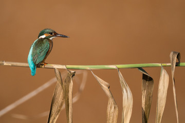 Kingfisher bird on a branch with brown background