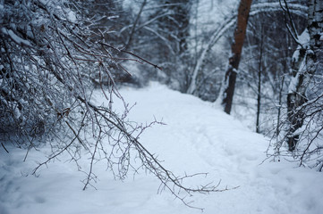 Fototapeta premium Snowy alley