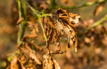 dry crumpled glossy autumn leaves