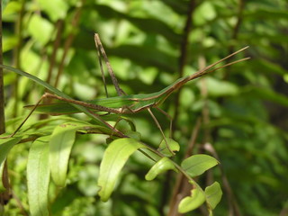 grasshopper mimetism leaf gabon