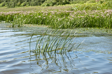 Susak umbrella or Butomus umbellatus grass grows in the Oka river, Russia.