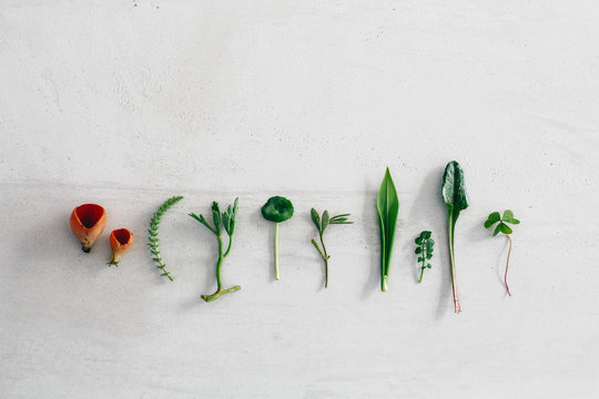 Foraged cuttings arranged on concrete surface