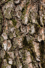 Tree bark texture close-up with moss