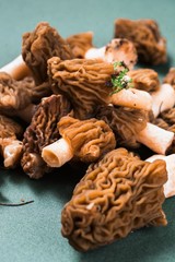 Verpa bohemica mushroom (kind of morel edible fungus)