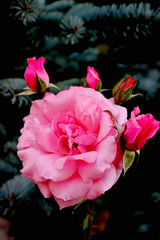 Nature background with pink garden rose