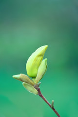 Closed magnolia bud on a green background. A gentle photo of the first spring flowers. Natural background.
