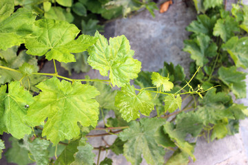 Grape leaves