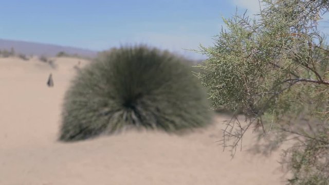 Bushes in the Sand