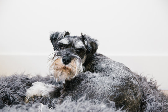 Dog lounging