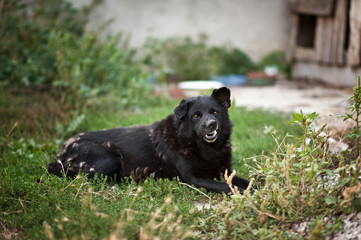 Funny black dog