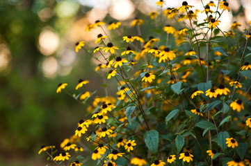 Yellow daisy flowers