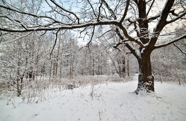 Snowy alley