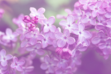 Naklejka na ściany i meble Close-up image of spring lilac violet flowers, abstract soft floral background
