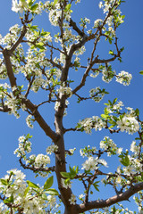 Blooming cherry flowers in trees