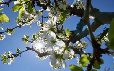 Blooming cherry flowers in trees