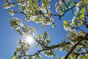 Blooming cherry flowers in trees