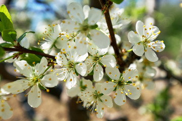 Blooming cherry flowers in trees