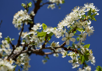 Blooming cherry flowers in trees