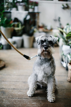 Dog on a leash in plant shop