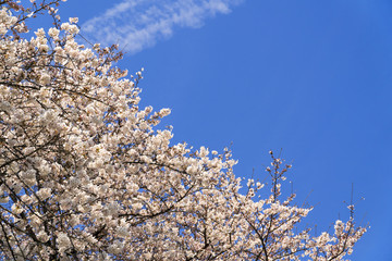 満開の桜と青空　背景用　コピースペース