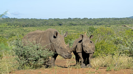 White Rhino mom with calf in Swaziland