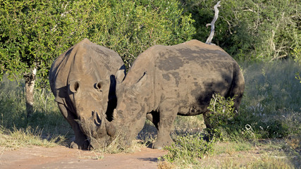 Two White Rhinos Locking Horns in Swaziland