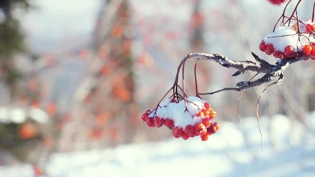 Rowan branch red berries winter beautiful nature snow on a blue background with lense flare effects