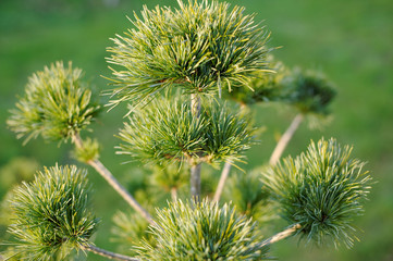 Pine needles