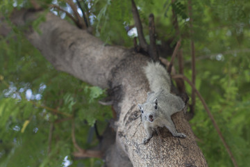 Squirrel Tears Climbing trees for food and to play with people