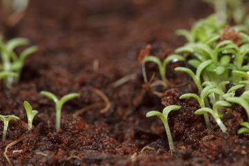 Green chamomile sprouts growing from seeds