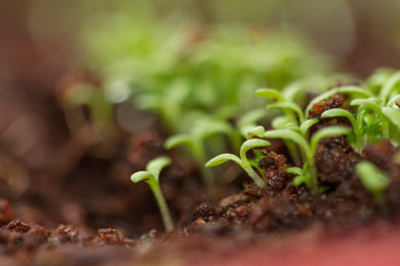 Green chamomile sprouts growing from seeds