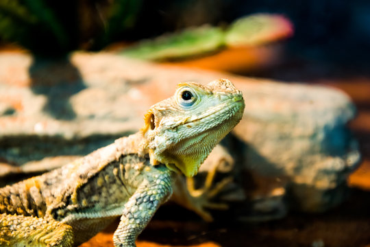 The iguana lizard in nature