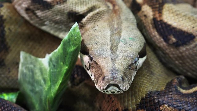 Brown spotted snake. 4K.