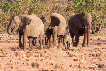 Fototapeta na wymiar Die Wüstenelefanten kommen