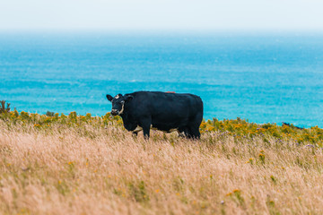 The cow is grazing in the mountains and the background is the ocean