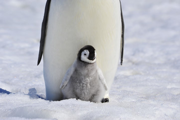 Emperor Penguin with chick © Silver