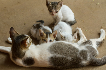 The cat feeds the little kittens. The cat family