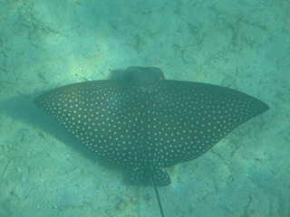 barriera corallina e pesci del mare