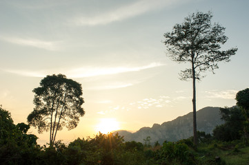 Big tree,tree nature sunlight mist