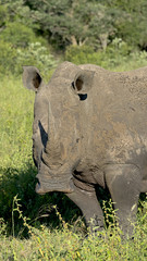 White Rhino in Swaziland