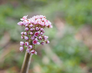 Obraz premium Marsh Valerian